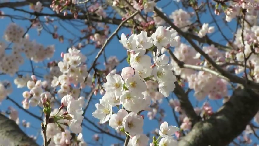 Selamat atas pendaftaran Anda! Aku akan mengambil semua penismu yang belum dewasa sekarang. Eimi Fukada