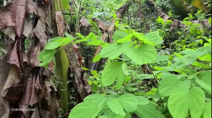 Petani Semok Ngewe di Kebun Pisang - LingBokepmp4 - PoopHD.mp4