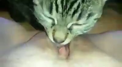 Crot dijilatin kucing