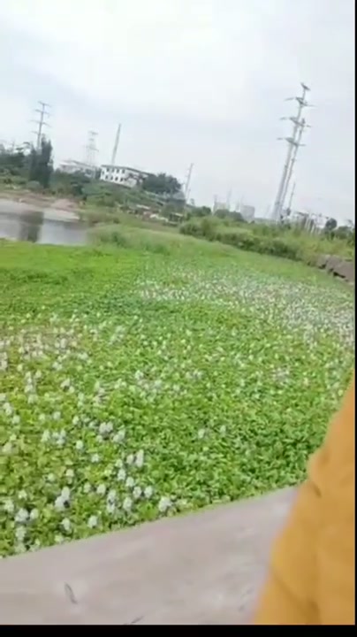 Bocah cindo di dogy pacar di sawah