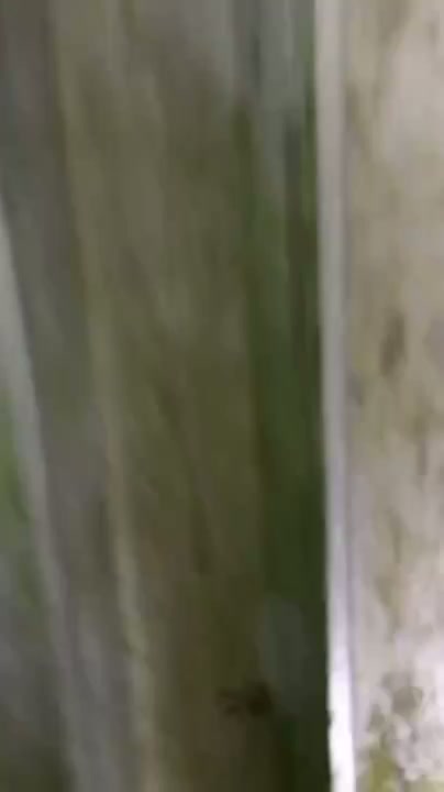 Ngintip adek sepupu lg mandi bodinya bikin keras dan tegang kontol cukk - DoodStream