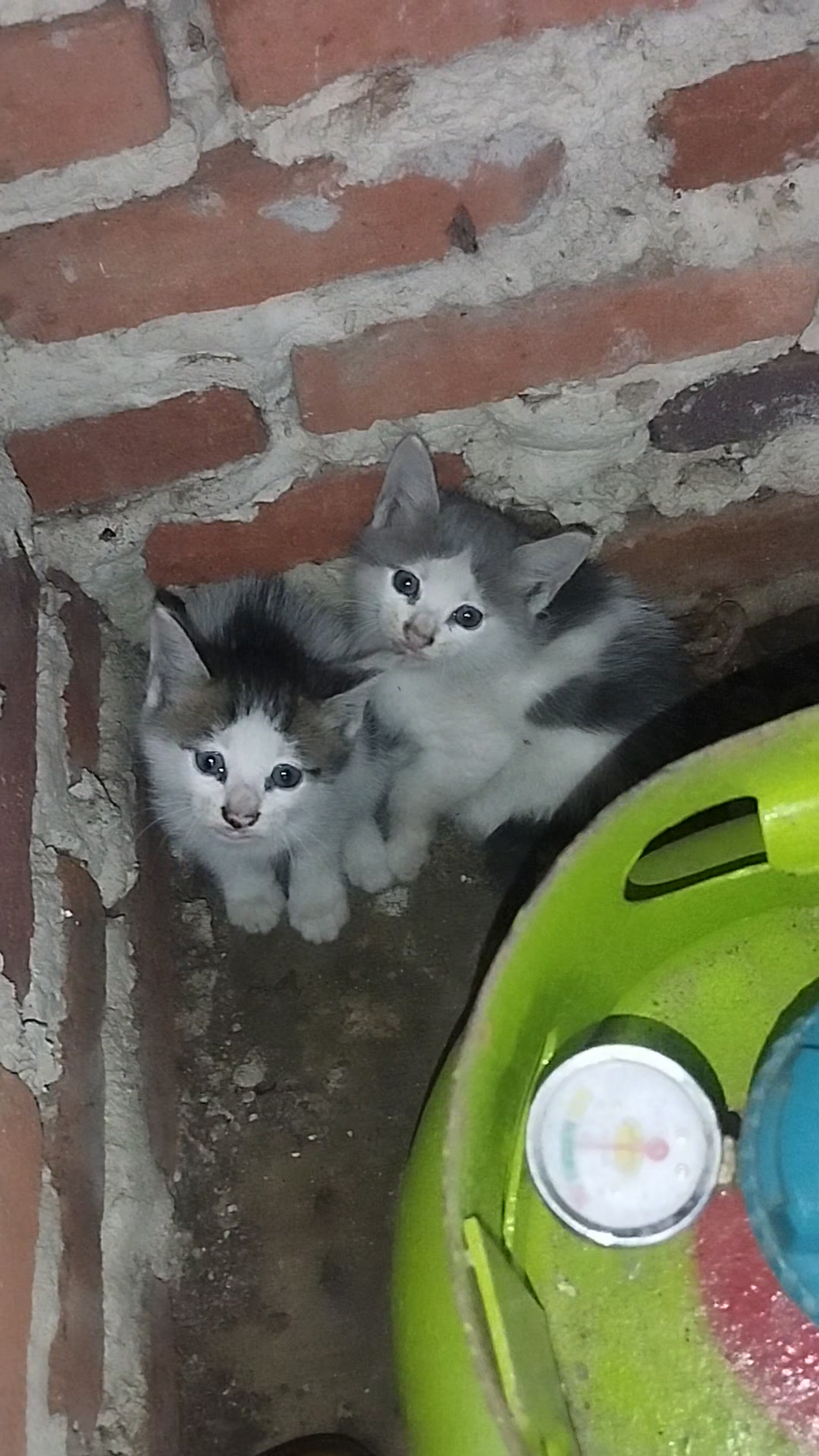 VID_20250301_111337.mp4