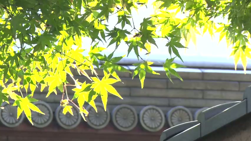 [ Jav Sub Indo ] Suatu malam minum-minum dengan ibuku tercinta. Aku tumbuh dengan kecanduan alkohol dan squirting. Rin Okae roe-336_javhd_today.mp4