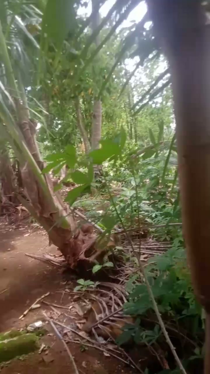 Velly SMA 2 Pumpkin.mp4