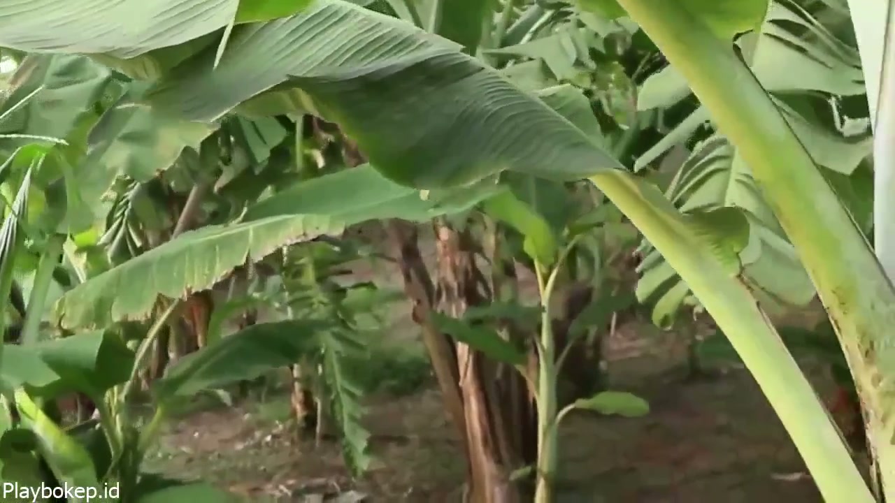 Ngentot di kebun pisang