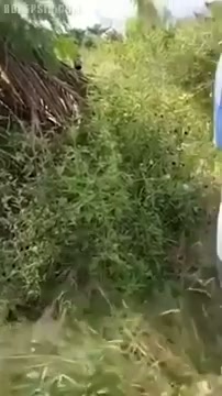 Bokep Siskaeee Di Cebokin Tukang Kebun - BOKEPSIN