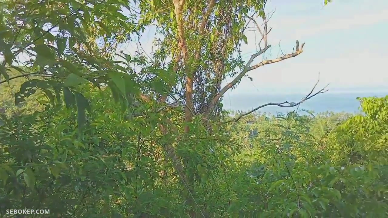 Ngewe Pacar di Hutan Ga Sengaja Crot di Dalam - LingBokep.mp4