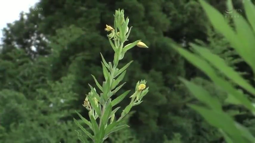 Jav Sub Indo [ROE-040] Mengunjungi Ibu Mertua – Momoko_Isshiki